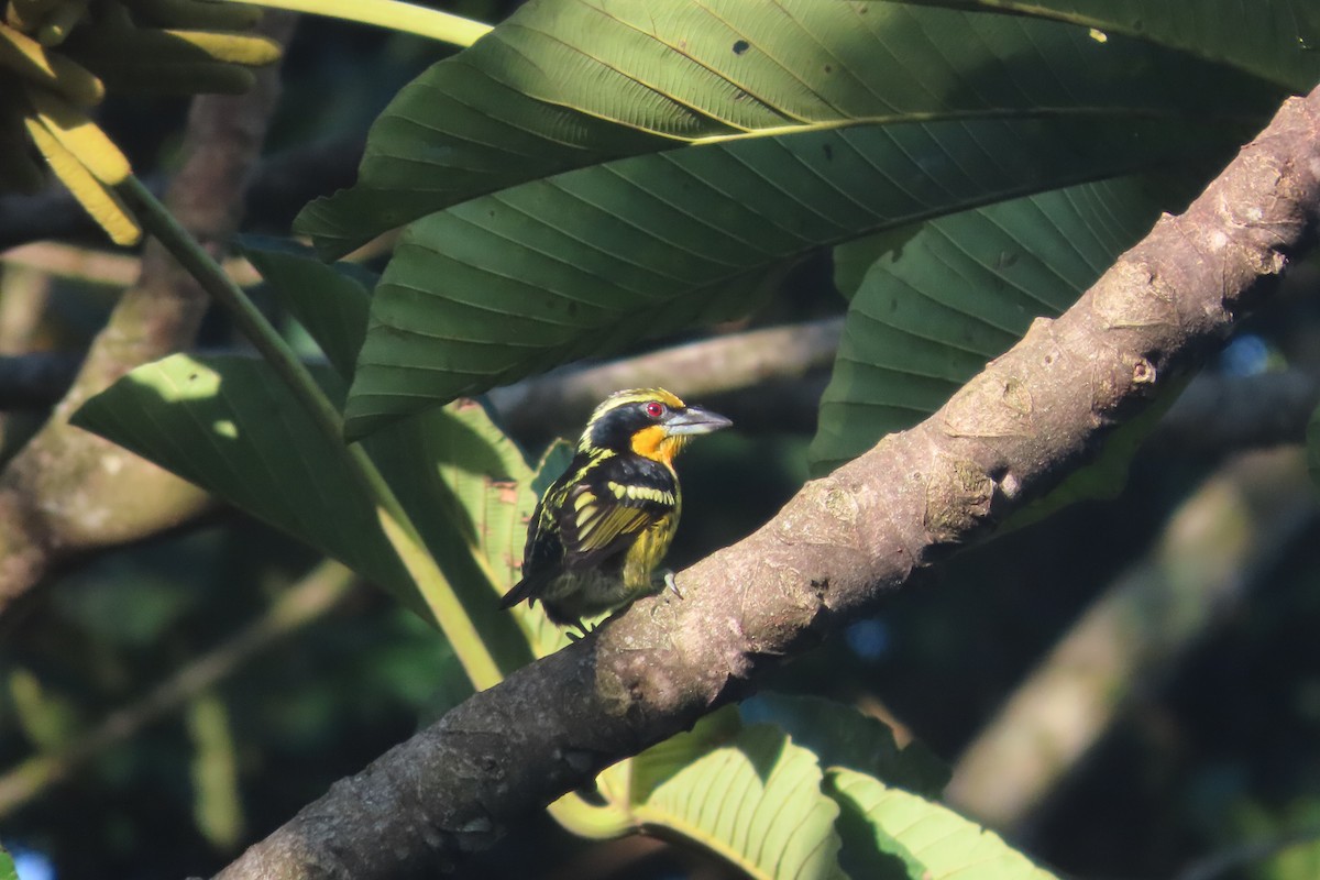 Gilded Barbet - David Brinkman