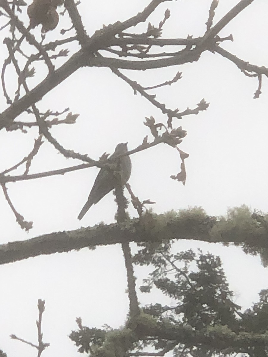 Townsend's Solitaire - ML510843181