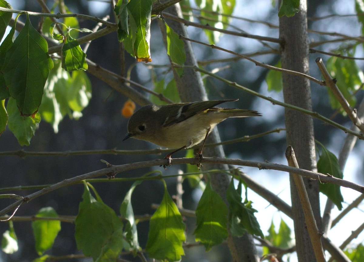 Ruby-crowned Kinglet - ML510843401