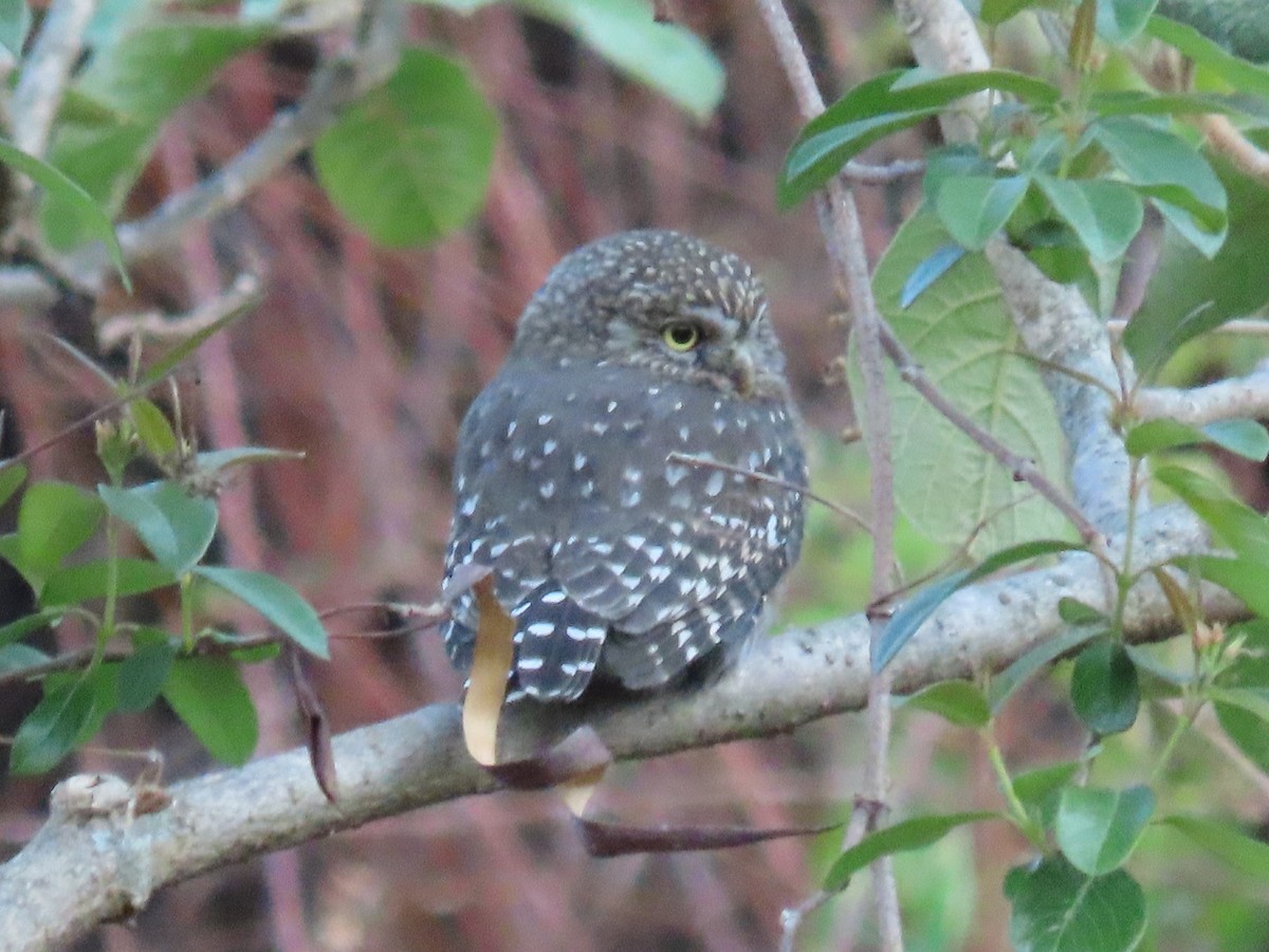 Peruvian Pygmy-Owl - ML510843801