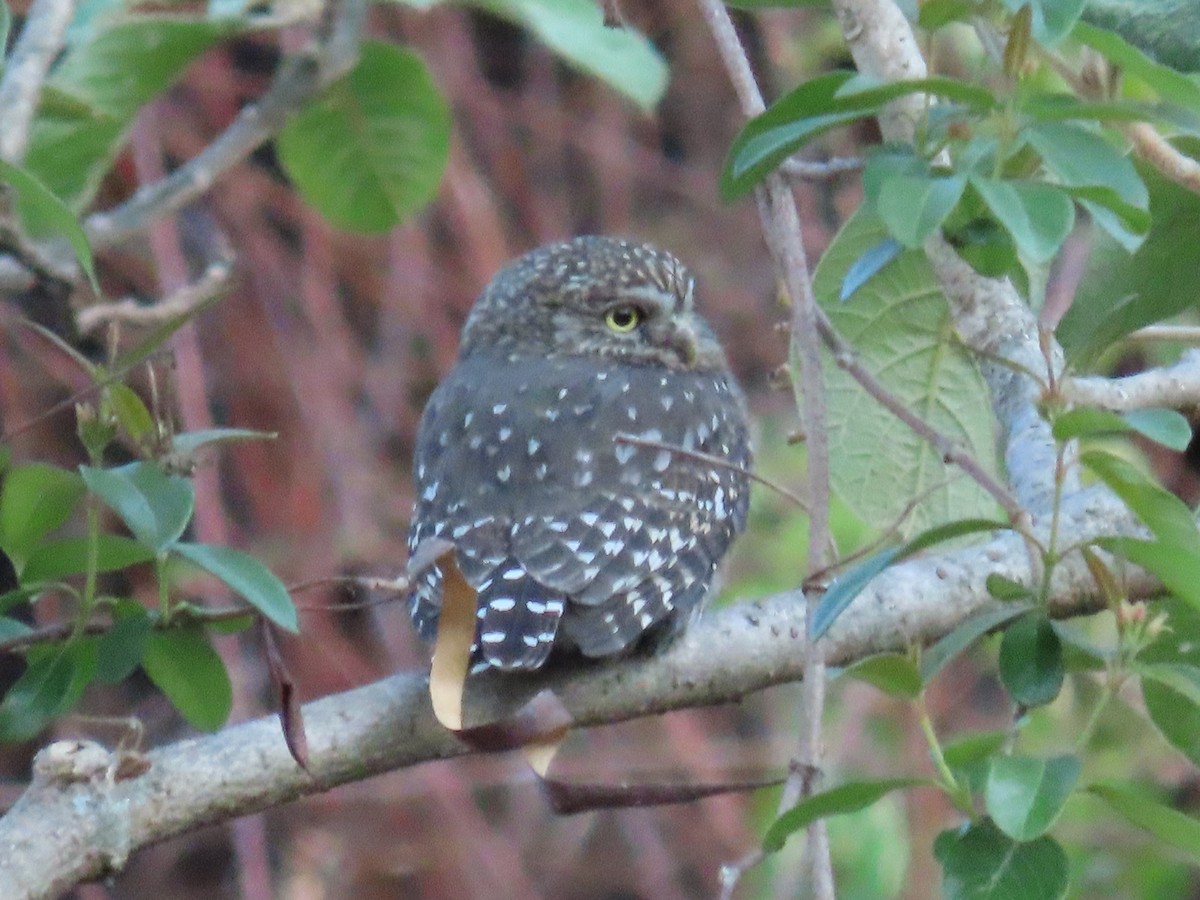 Peruvian Pygmy-Owl - ML510843811