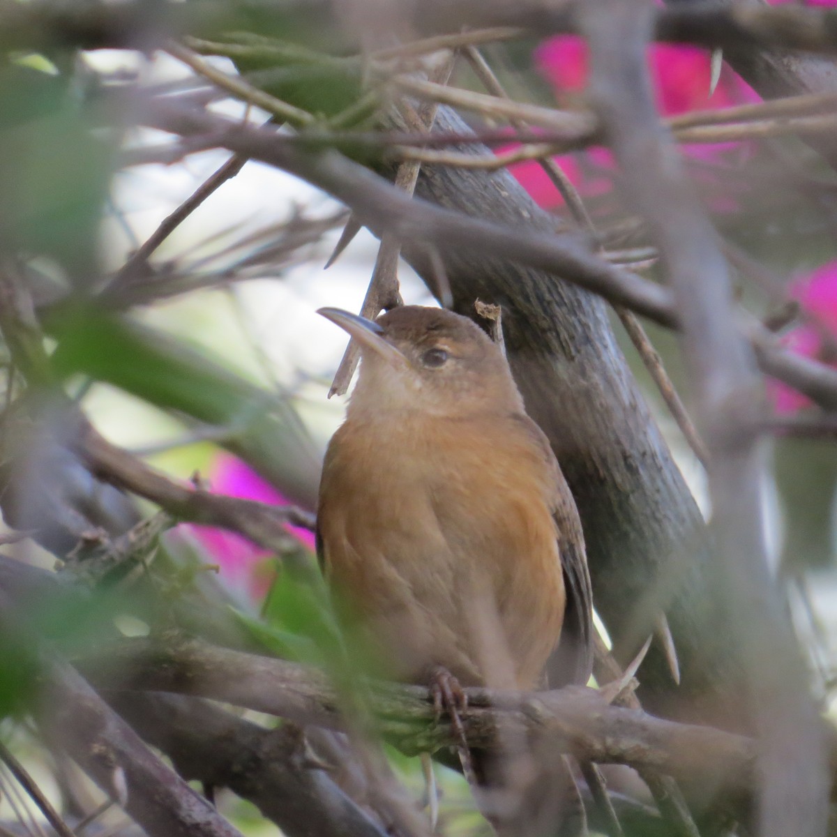 Grenada Wren - Vikki Jones