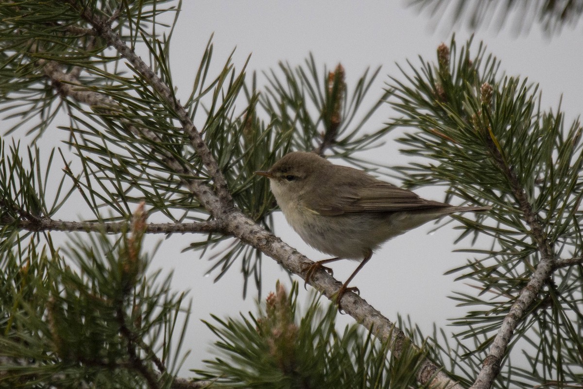 Willow Warbler - ML510844501