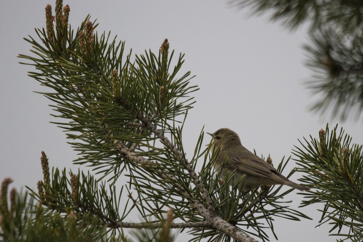 Willow Warbler - ML510844531