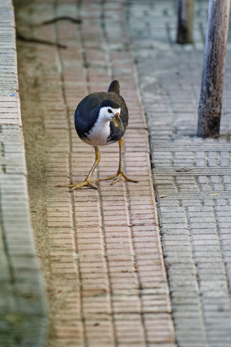 White-breasted Waterhen - ML510844781