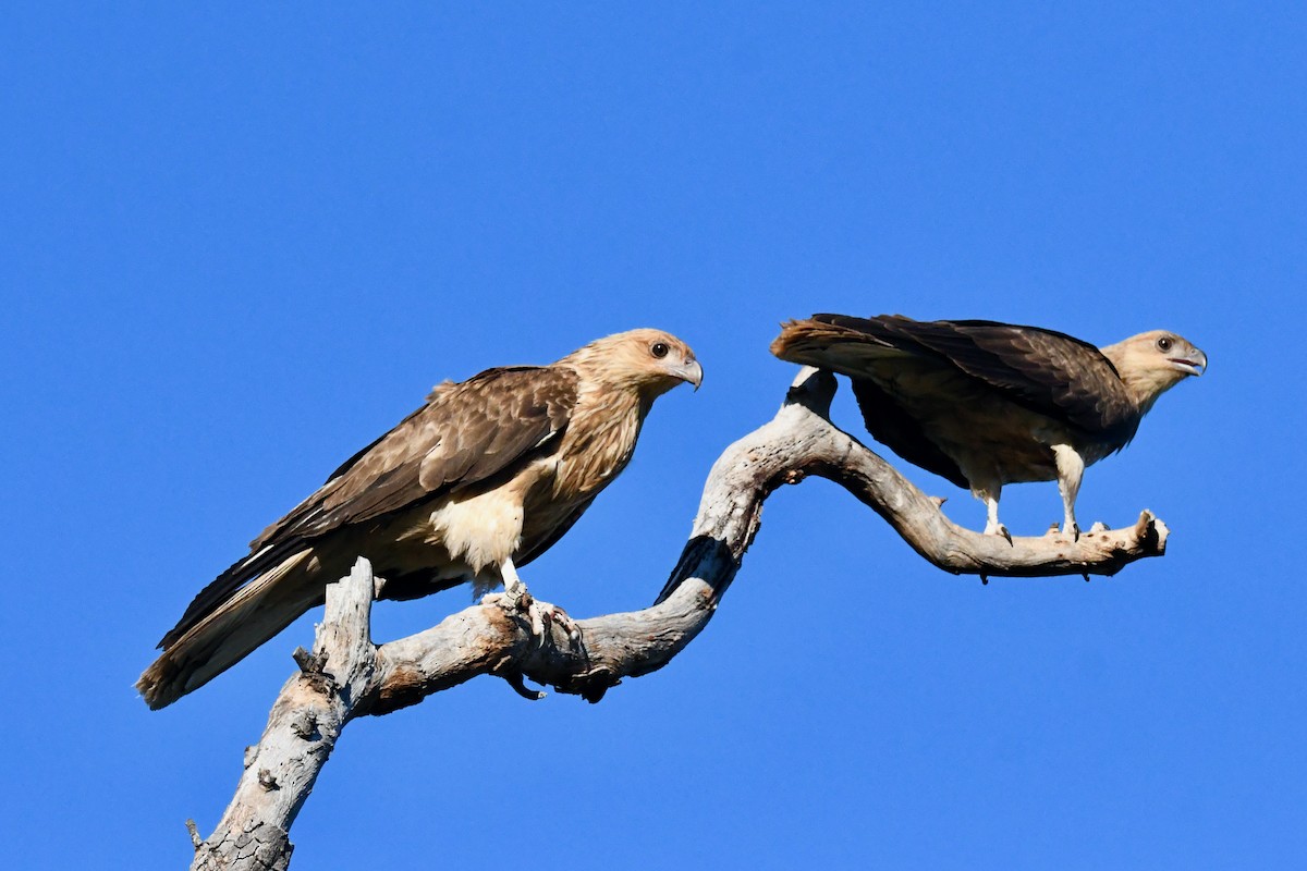 Whistling Kite - ML510846941