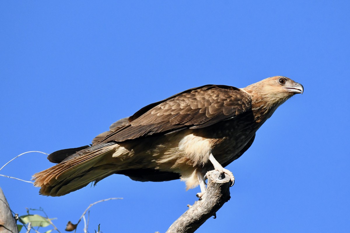 Whistling Kite - ML510846951