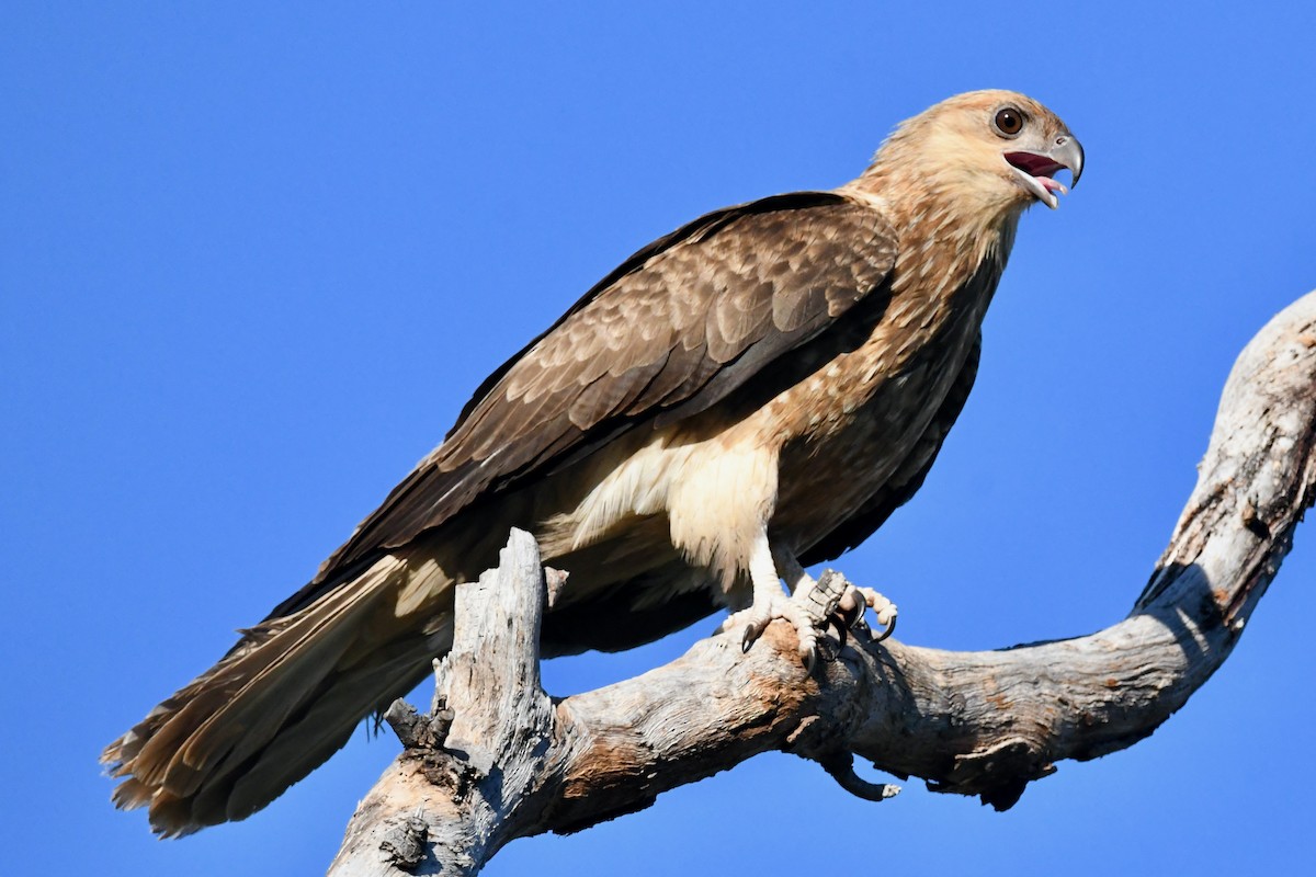 Whistling Kite - ML510846971