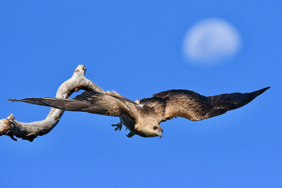 Whistling Kite - ML510846981