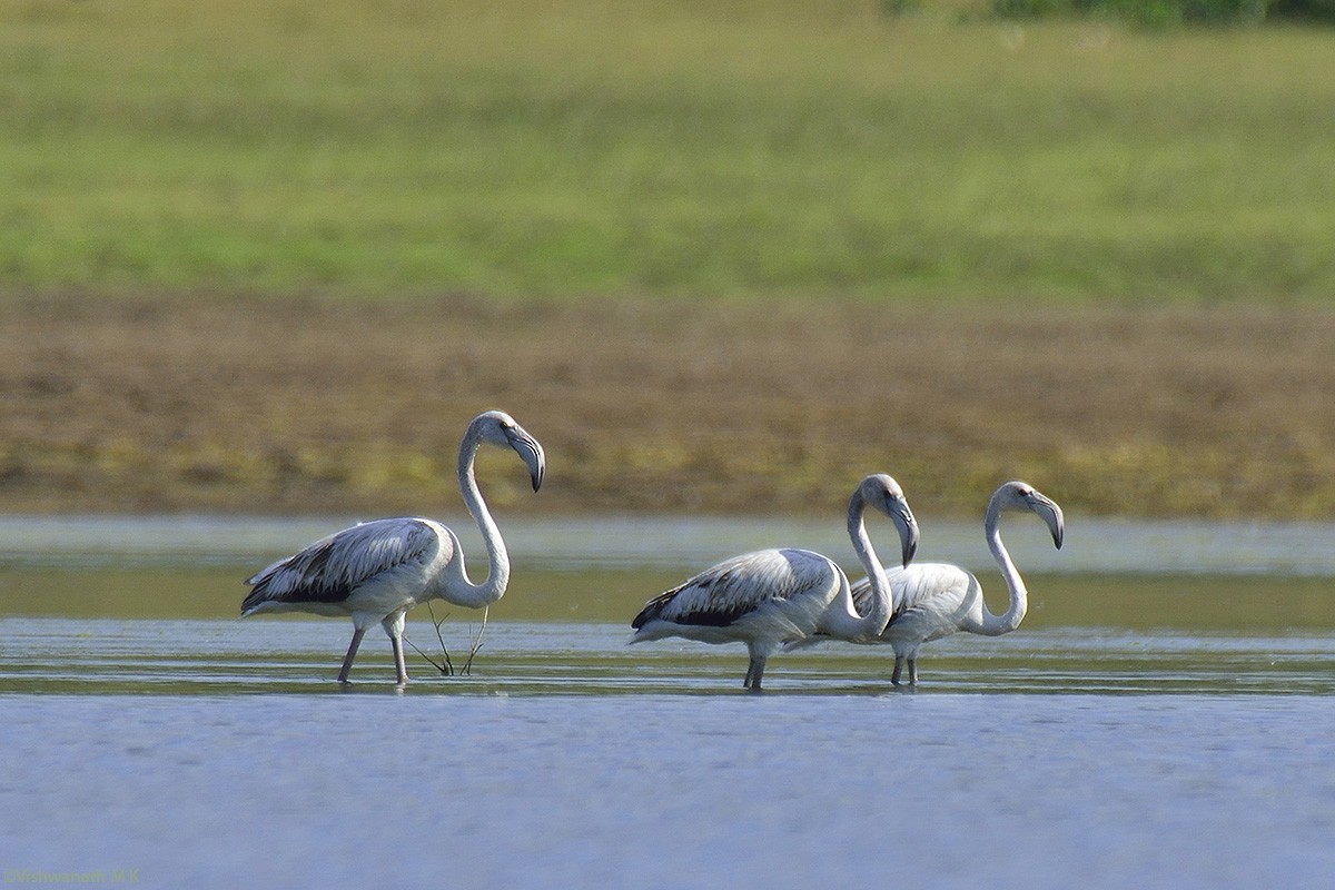 Greater Flamingo - ML510848121