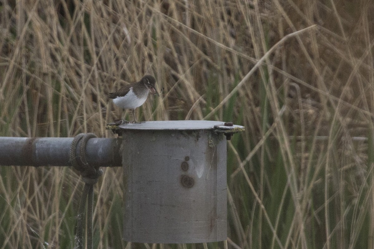 Common Sandpiper - ML510849561