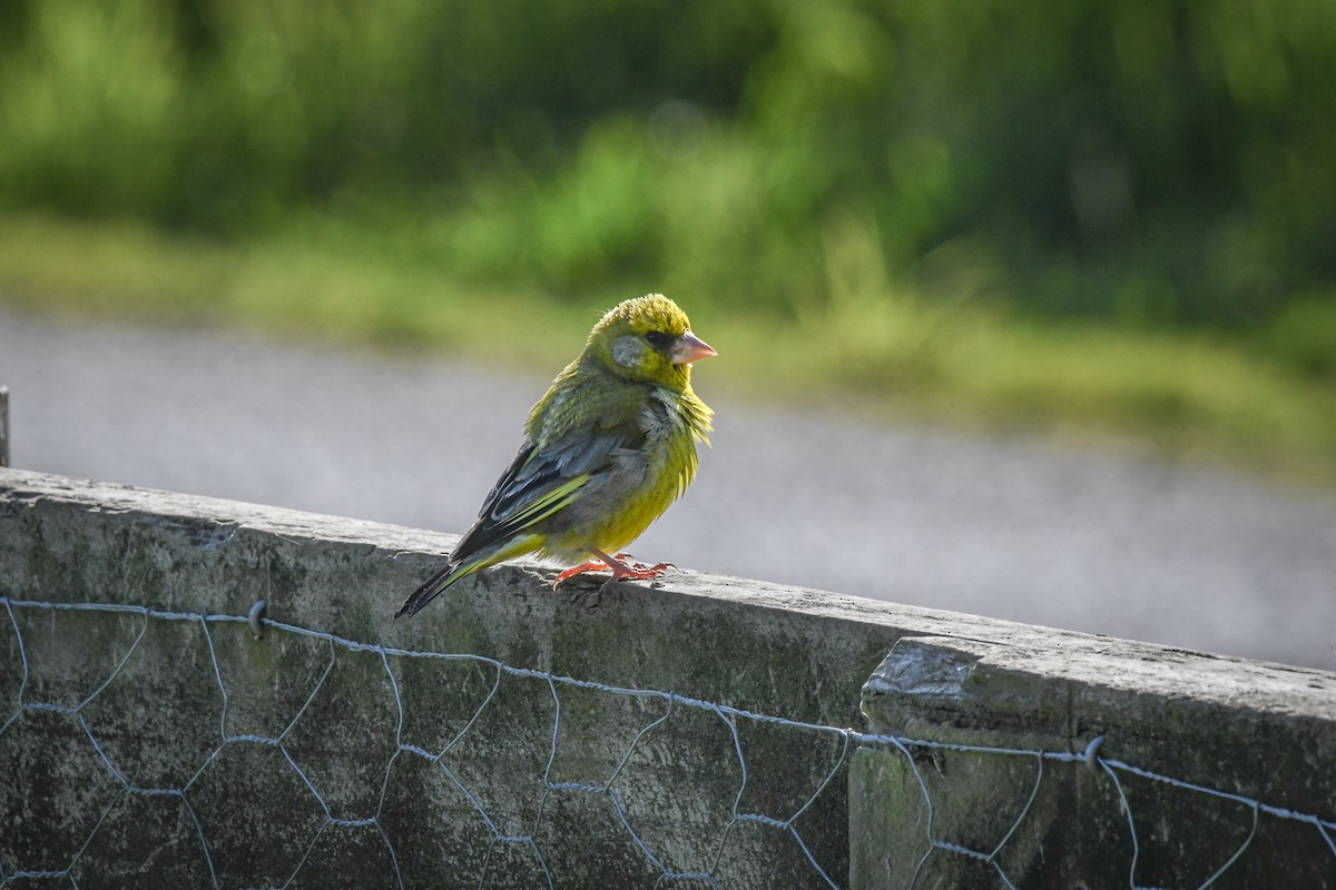 European Greenfinch - ML510850821
