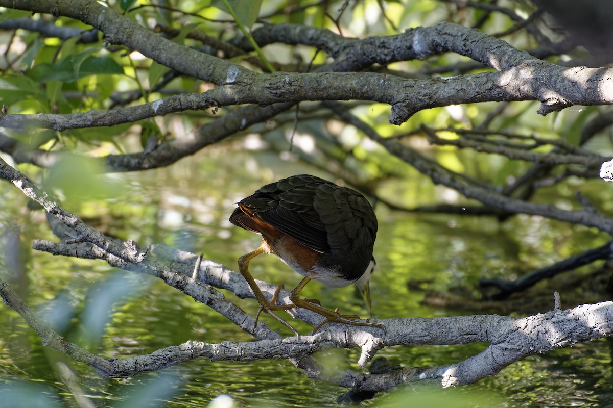 White-breasted Waterhen - ML510852011