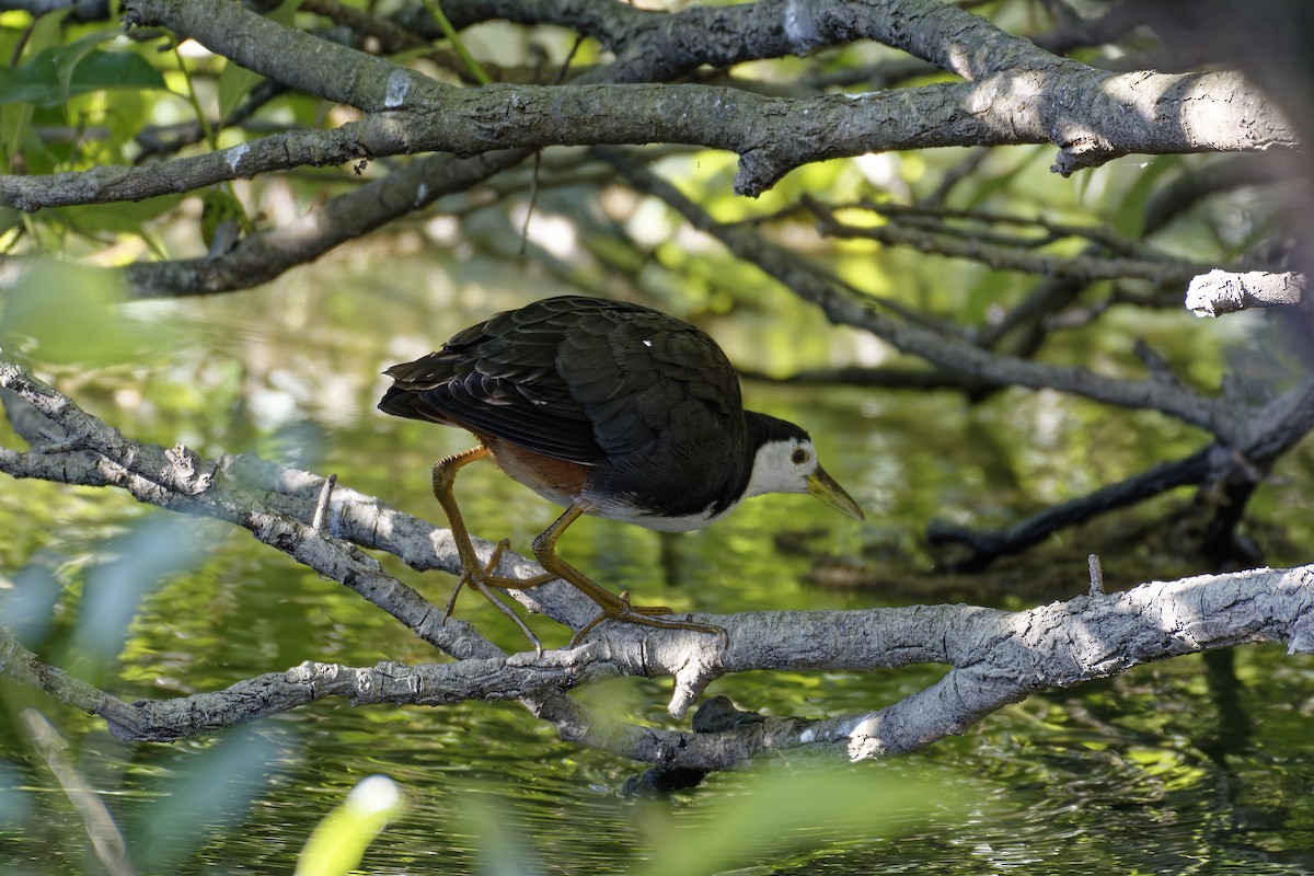White-breasted Waterhen - ML510852021