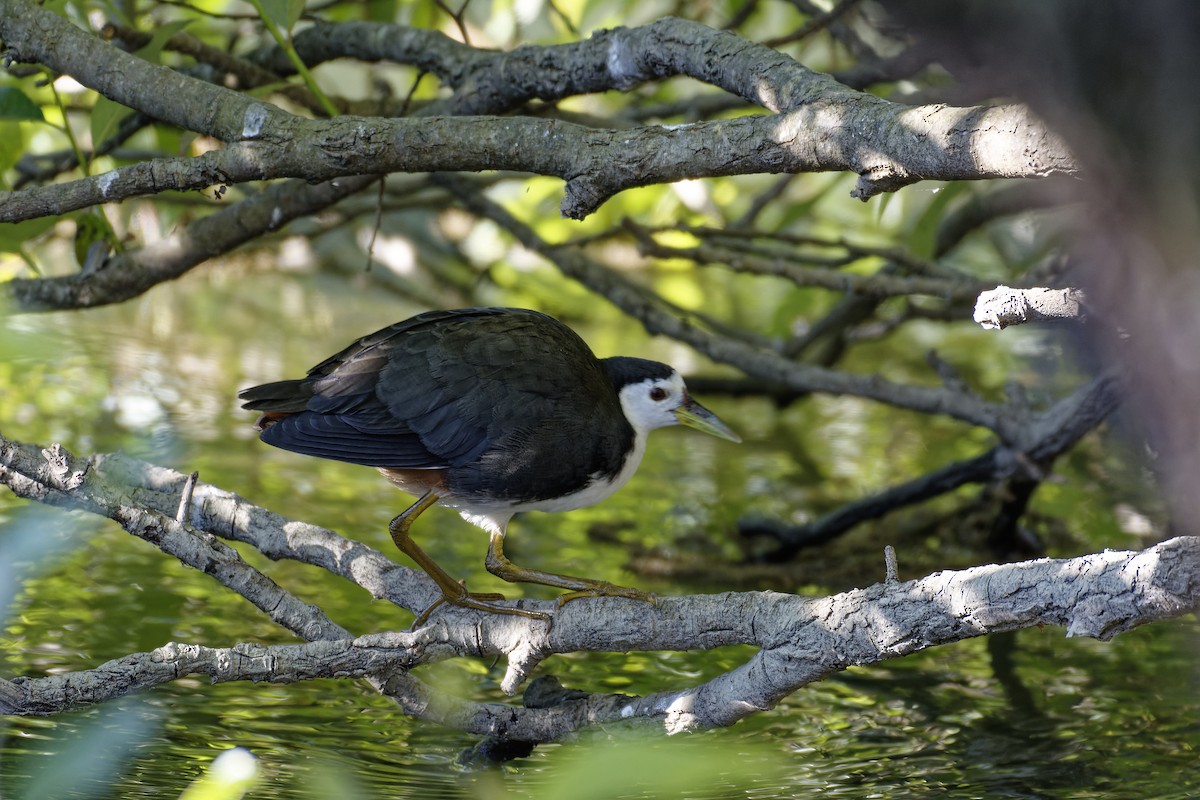 White-breasted Waterhen - ML510852031