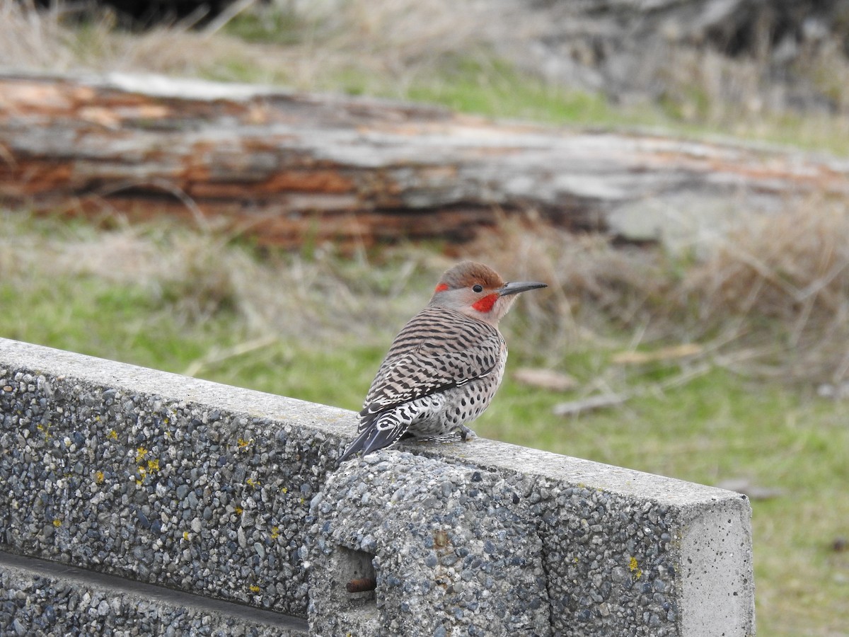 Northern Flicker - ML510852871