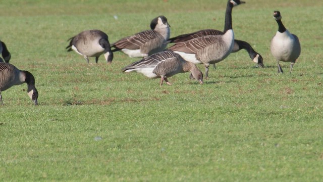 Pink-footed Goose - ML510854561