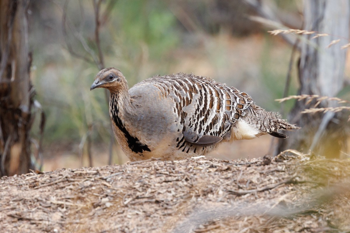 Malleefowl - ML510854851