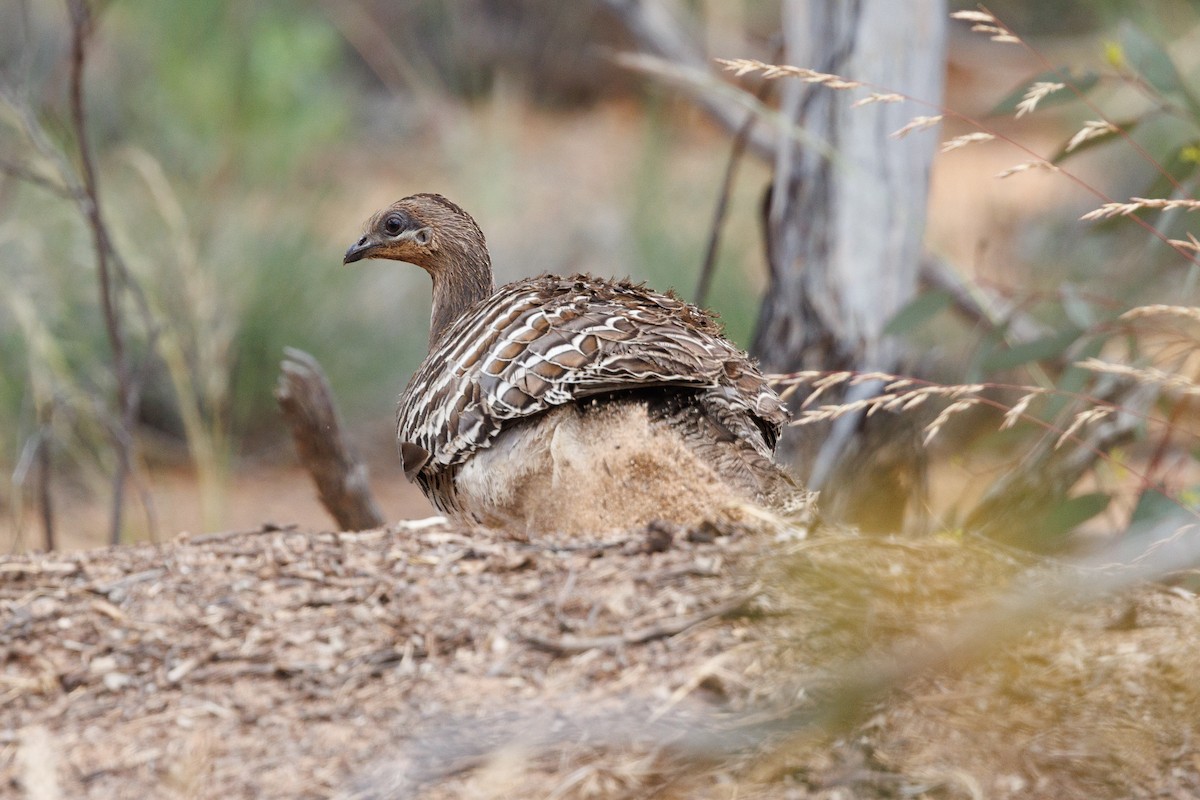 Malleefowl - ML510854861