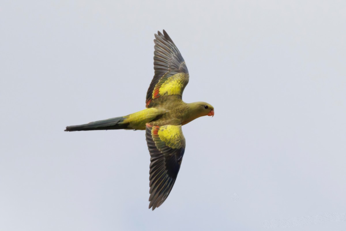 Regent Parrot - ML510854891