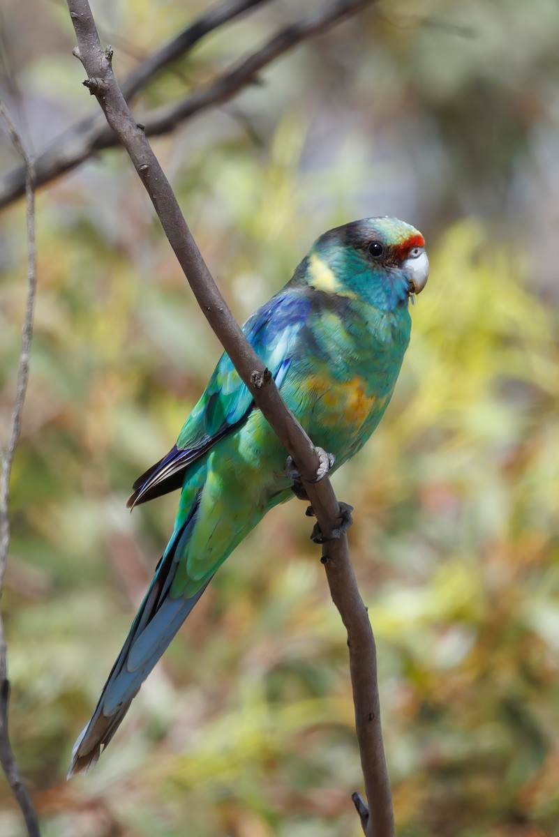 Воротничковый попугай (barnardi) - ML510855251