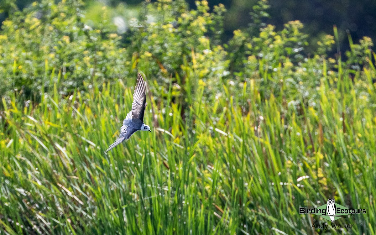 White-winged Tern - ML510855291