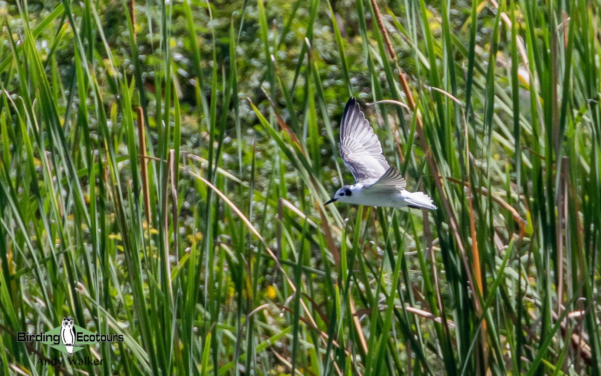 White-winged Tern - ML510855301