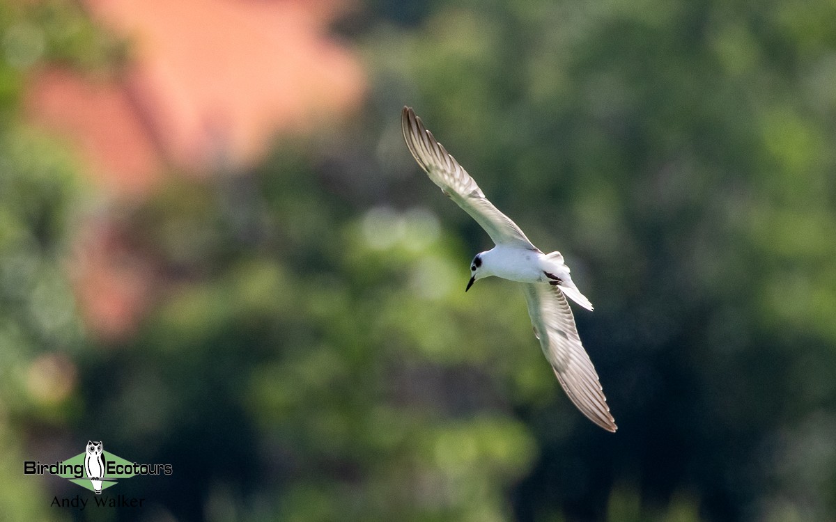 White-winged Tern - ML510855311