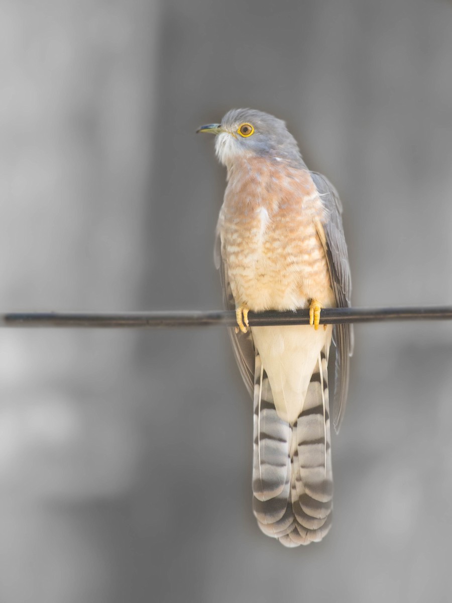 Common Hawk-Cuckoo - ML510855431