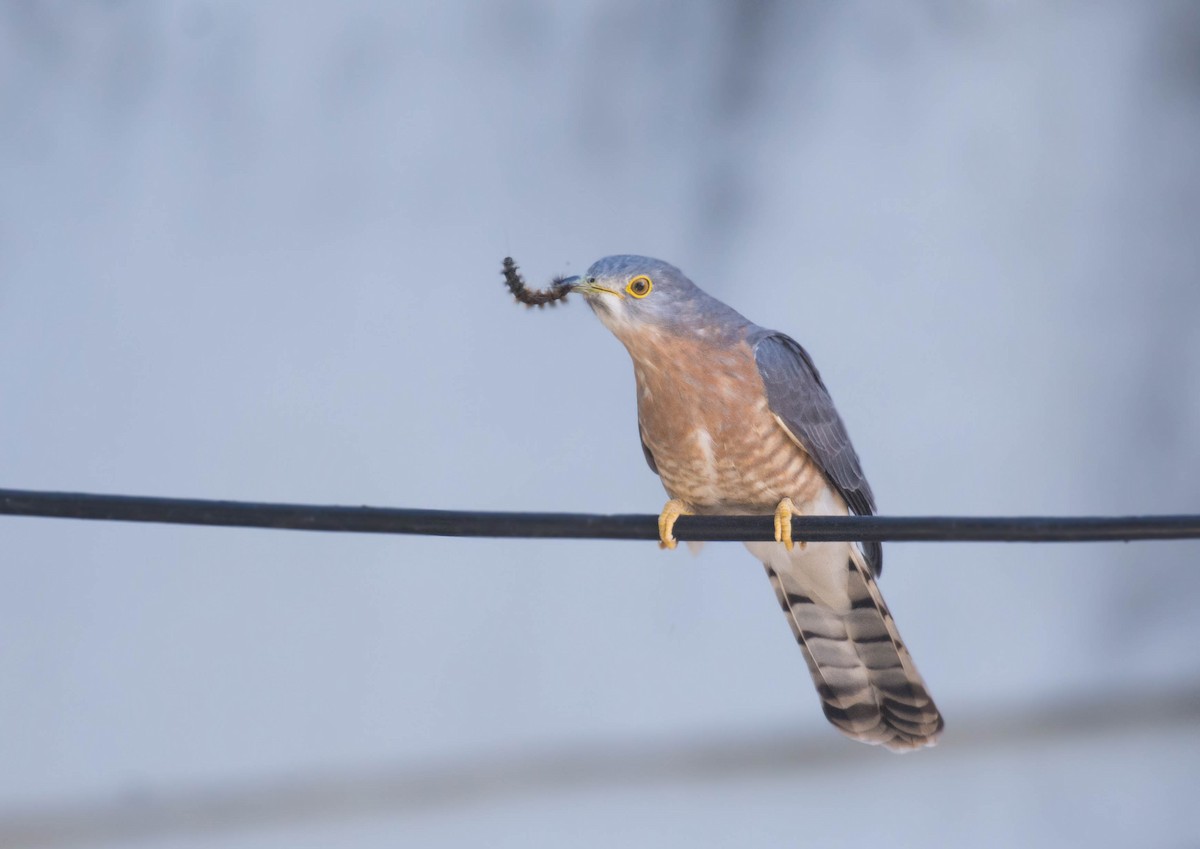 Common Hawk-Cuckoo - ML510855441