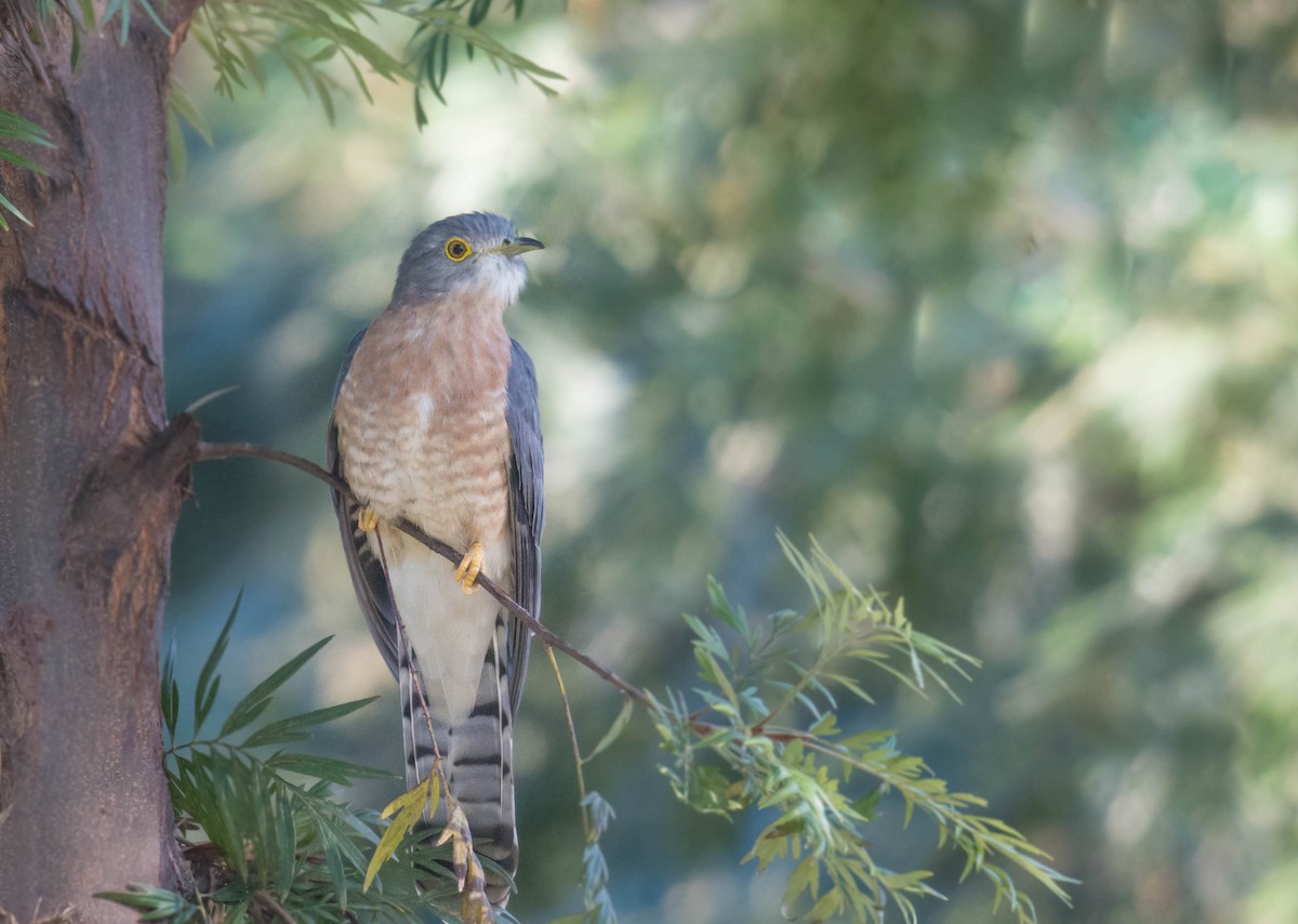 Common Hawk-Cuckoo - ML510855451