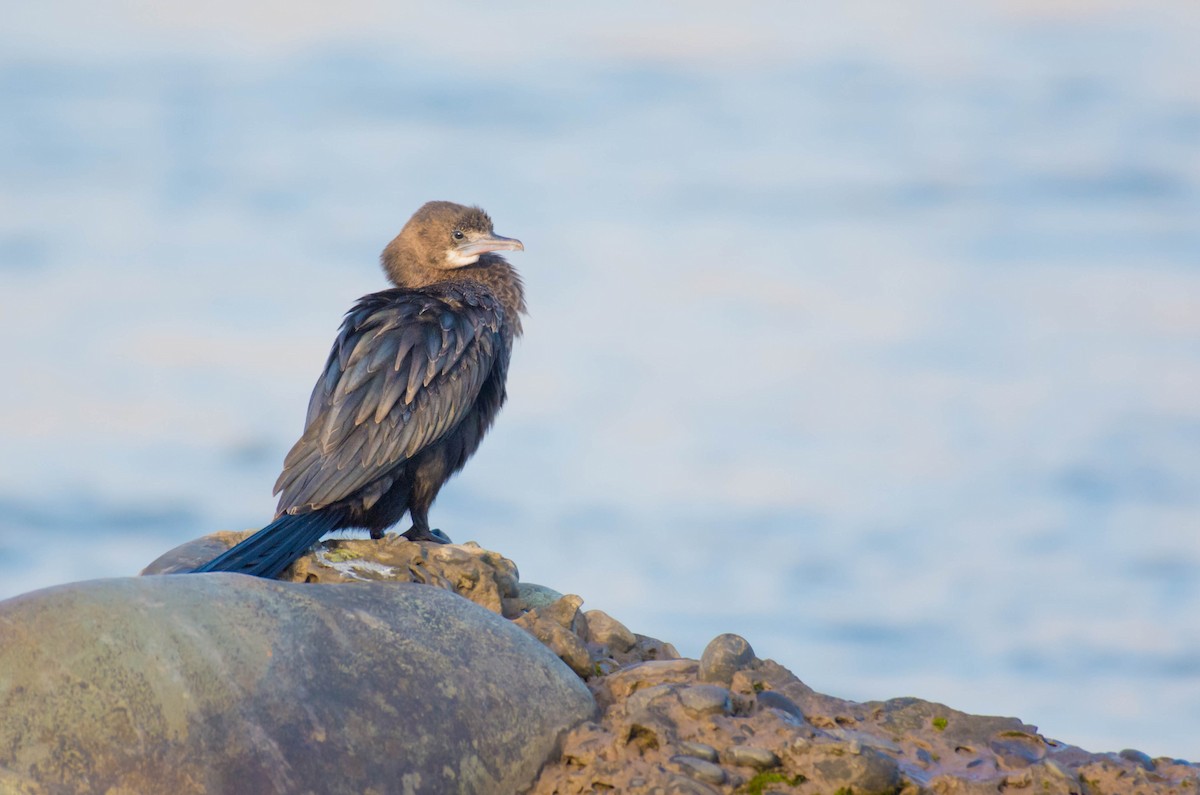 Little Cormorant - ML510855871