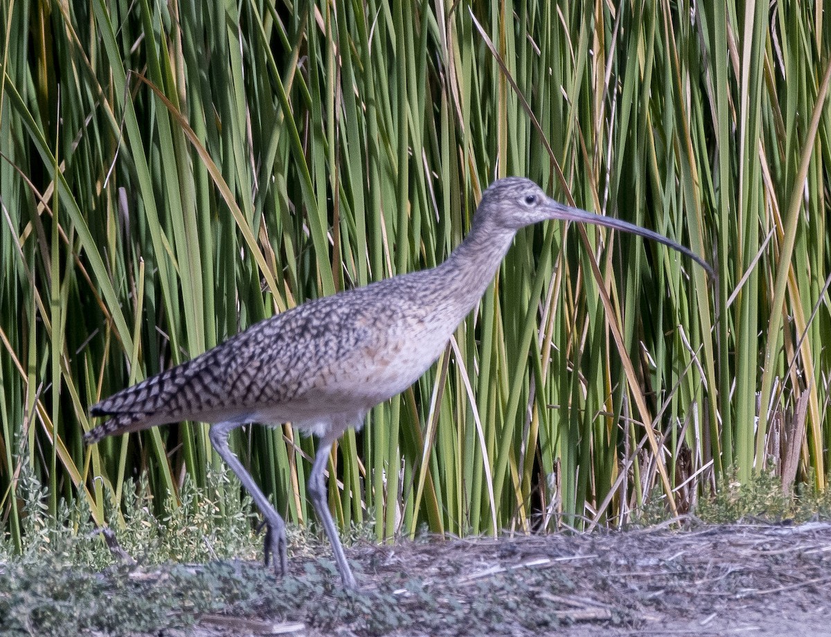 Long-billed Curlew - ML510856421