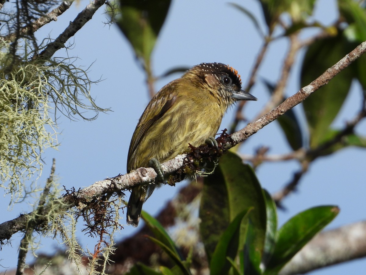 Olivaceous Piculet - ML510858071