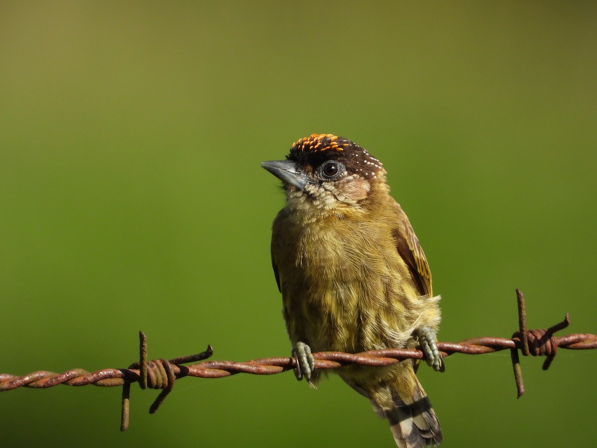 Olivaceous Piculet - ML510858081