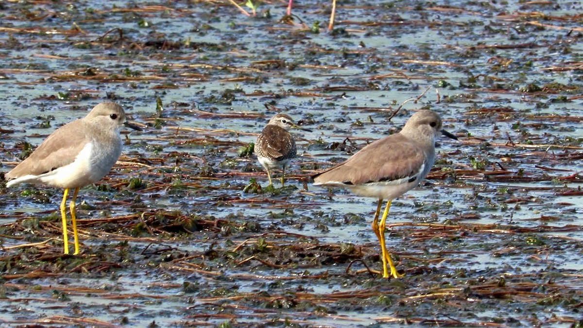 White-tailed Lapwing - Ismael Khalifa