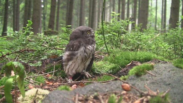 Eurasian Pygmy-Owl - ML510859671