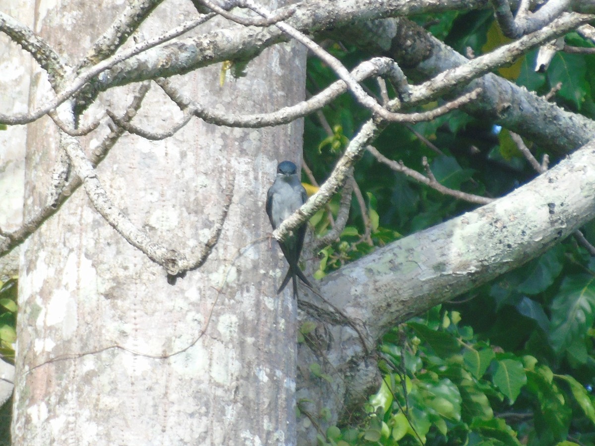 Gray-rumped Treeswift - ML510860111