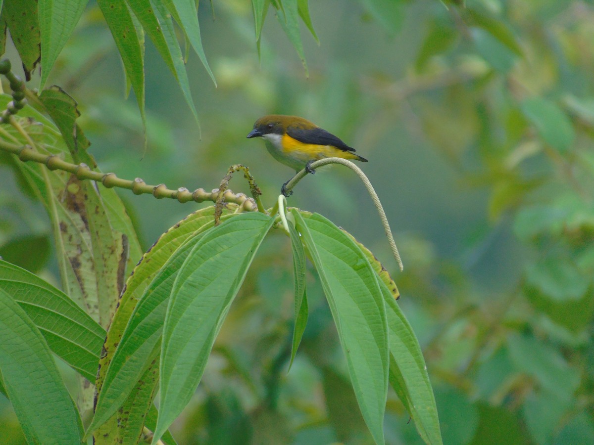 Yellow-sided Flowerpecker - ML510860271