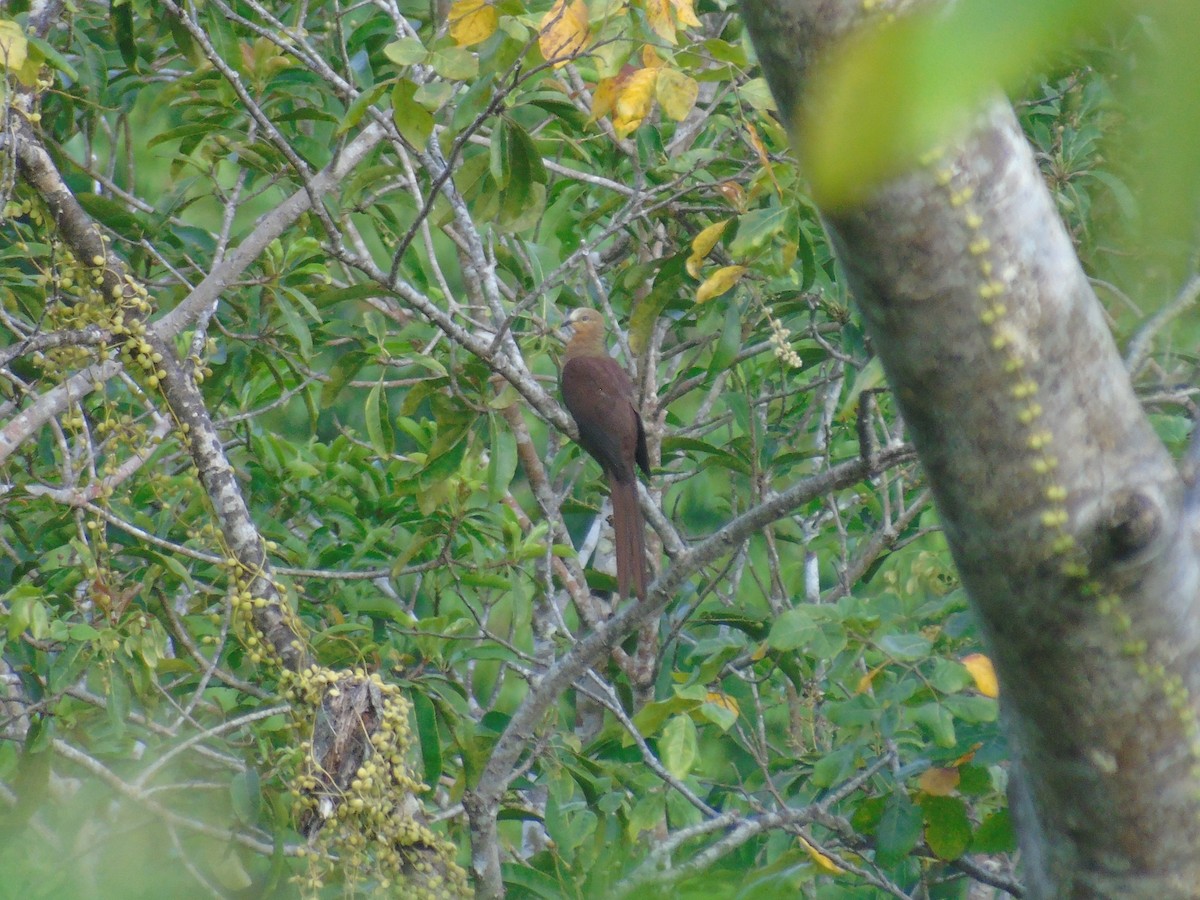 Sultan's Cuckoo-Dove (Sulawesi) - ML510860361