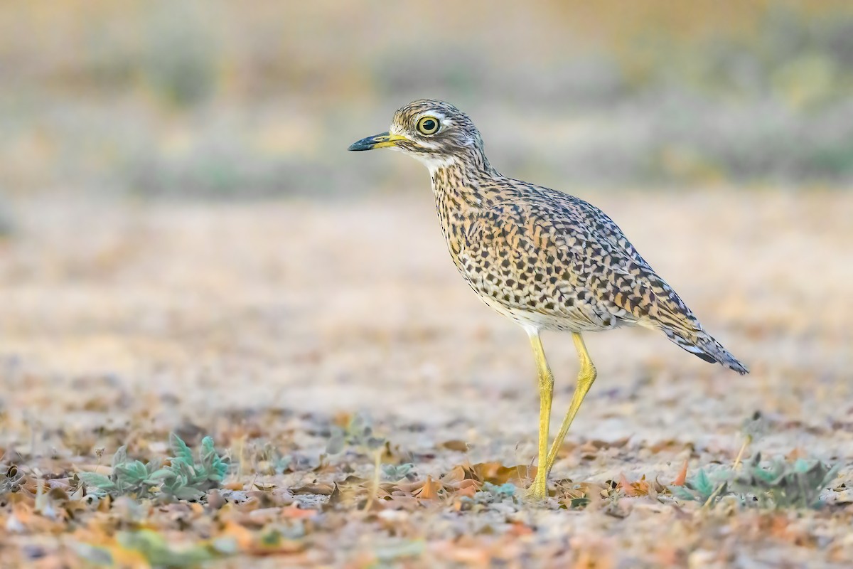 Spotted Thick-knee - ML510860471