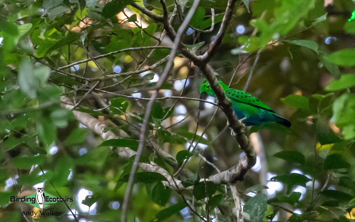 Hose's Broadbill - ML510861001