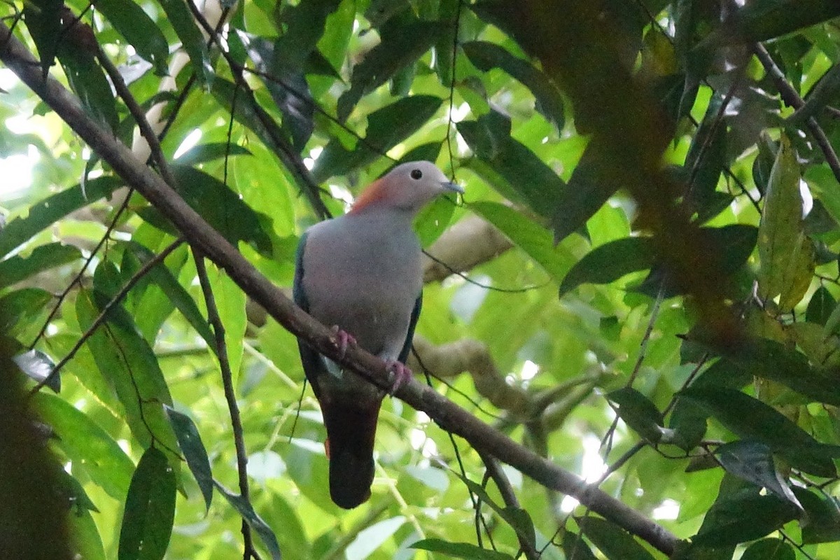 Green Imperial-Pigeon - ML510861071