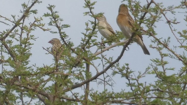 Chestnut Weaver - ML510862531