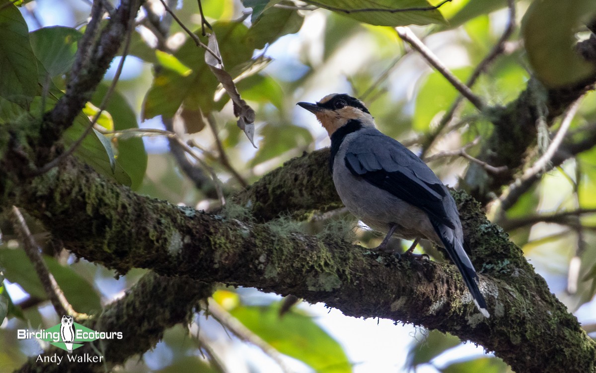 Borneo Ardıcı - ML510862581