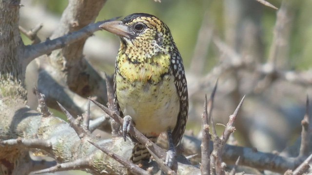 D'Arnaud's Barbet - ML510862641