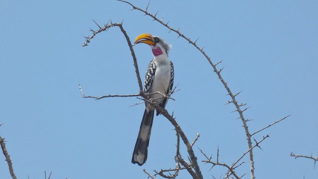 Eastern Yellow-billed Hornbill - ML510862761