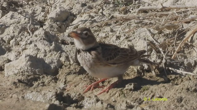 Calandria Común - ML510862771