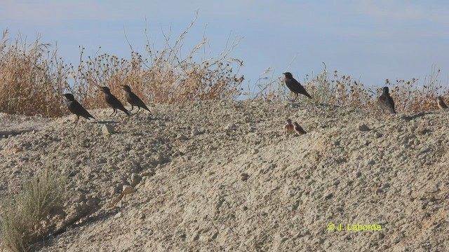 Spotless Starling - ML510862801