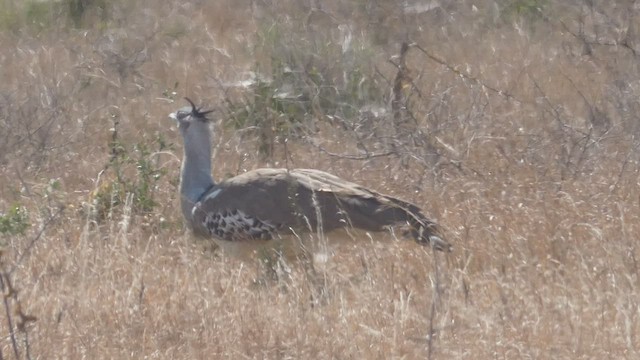 Kori Bustard - ML510862941